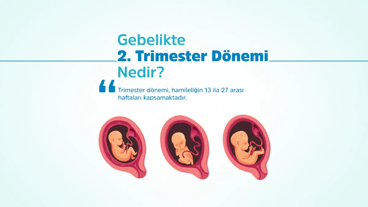 2. Trimester dönemi, hamileliğin 13 ila 27 arası haftaları kapsamaktadır.